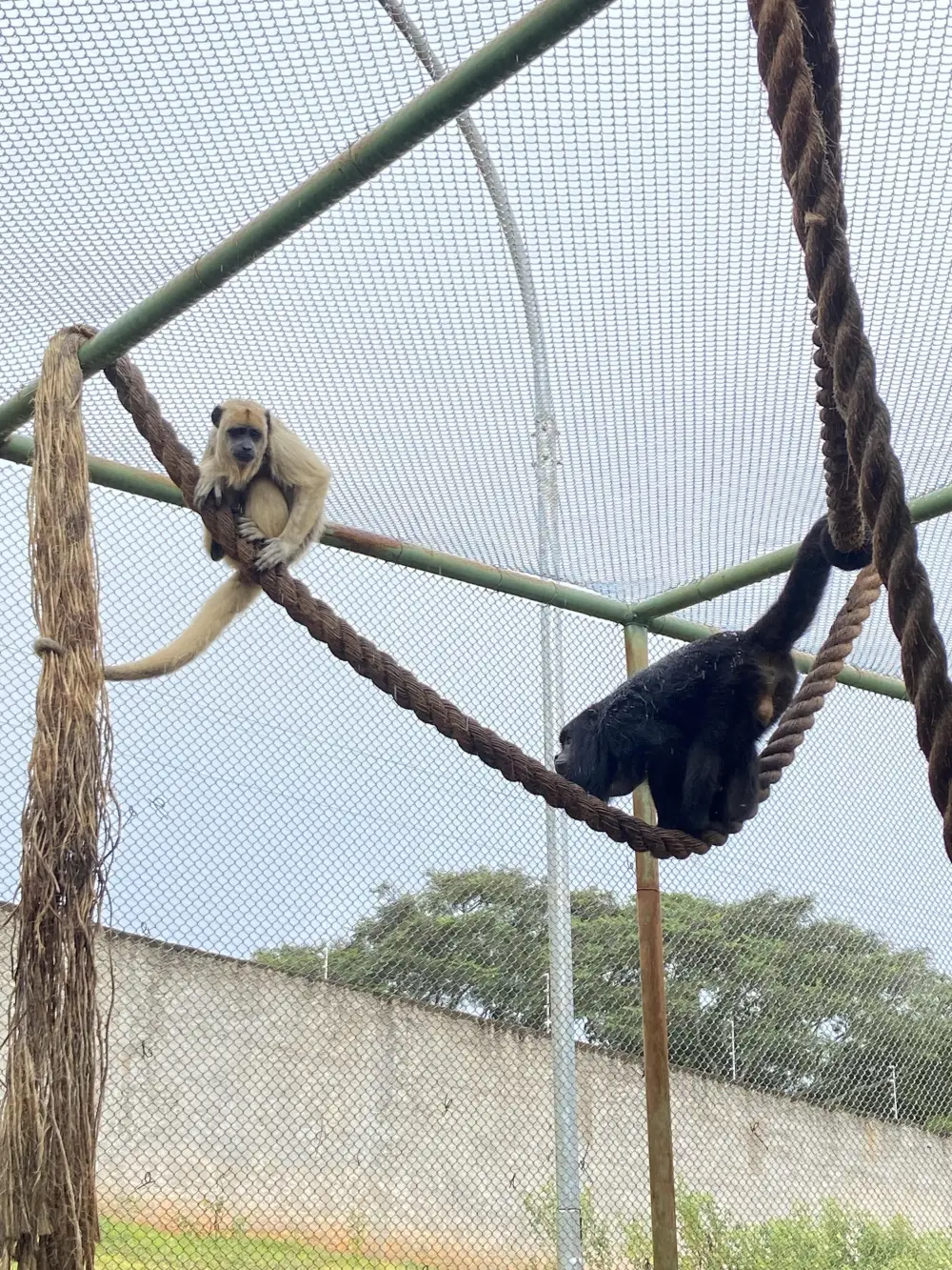 Casal de bugios 'adota' filhote órfão e nova família volta ao habitat natural