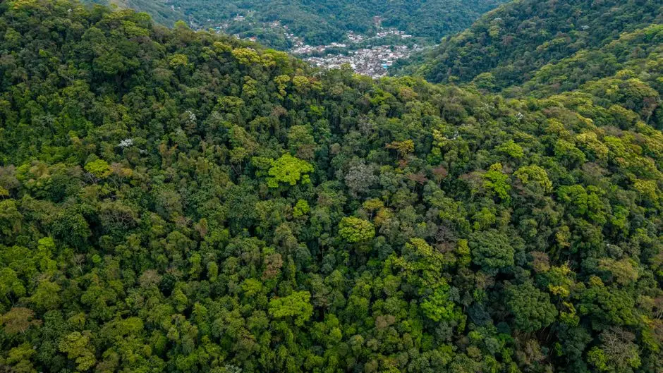 SOS Mata Atlântica chega aos 40 anos com 44 milhões de árvores plantadas