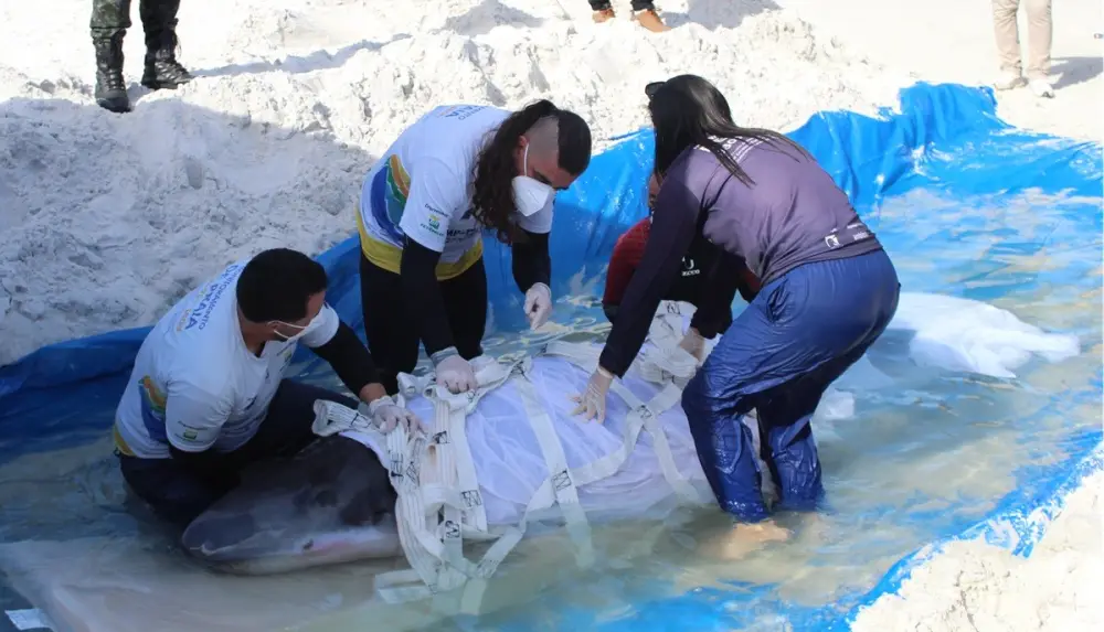 Baleia resgatada após encalhes em Cabo Frio apresenta melhora e segue em reabilitação