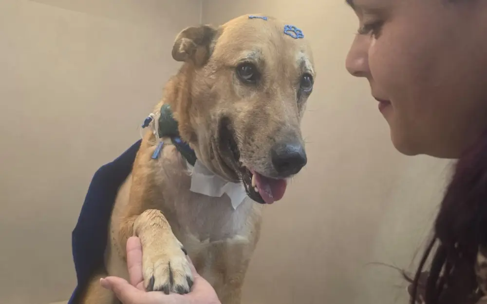 Cachorro baleado ao defender tutora de assalto em Ribeirão Preto, SP, recebe alta após 11 dias internado