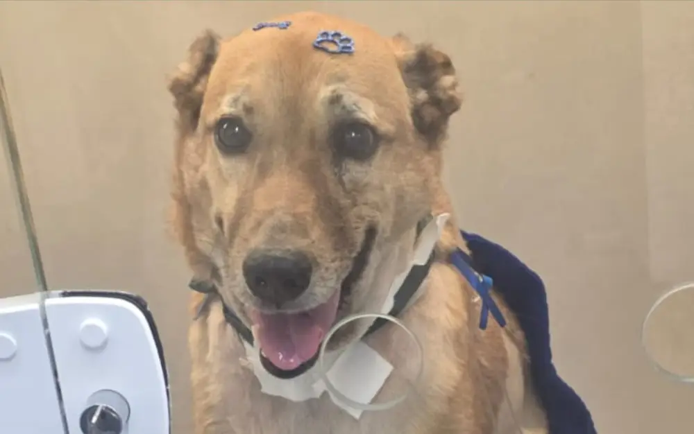 Cachorro baleado ao defender tutora de assalto em Ribeirão Preto, SP, tem melhora e pode receber alta