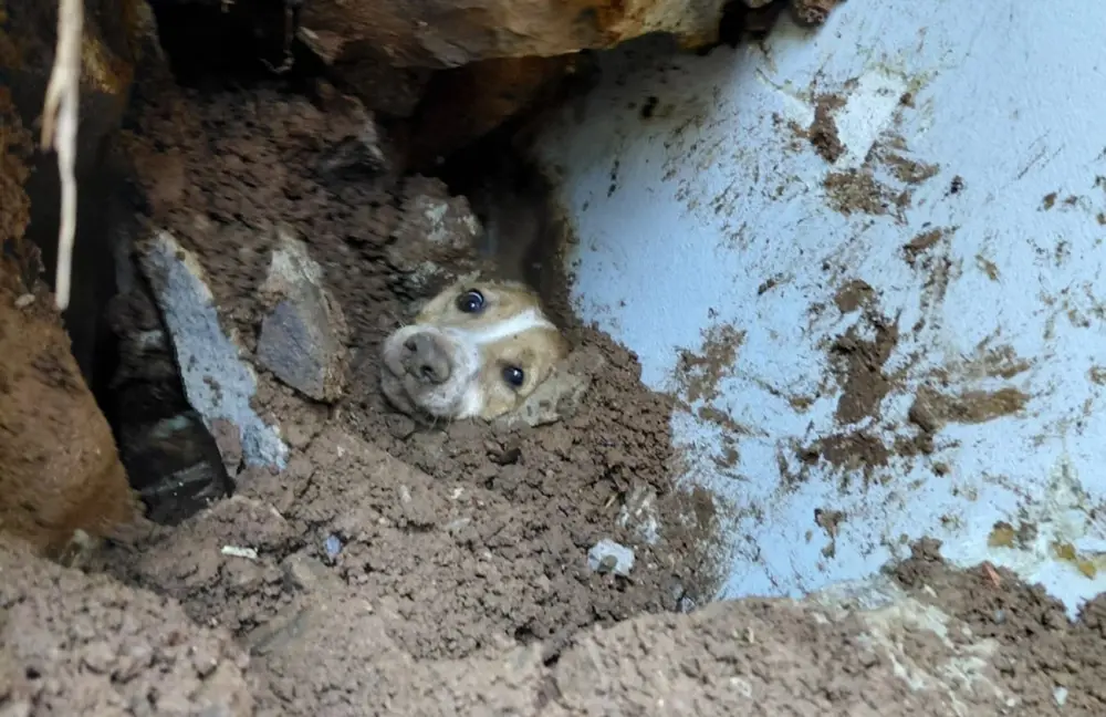 Cão é resgatado com vida após passar 20 horas sob escombros de muro que desabou em SC; VIDEO