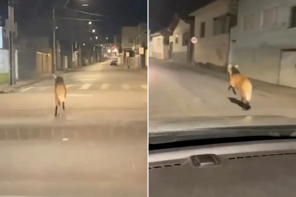 Lobo-guará corre pela cidade, é resgatado e devolvido à natureza em MG