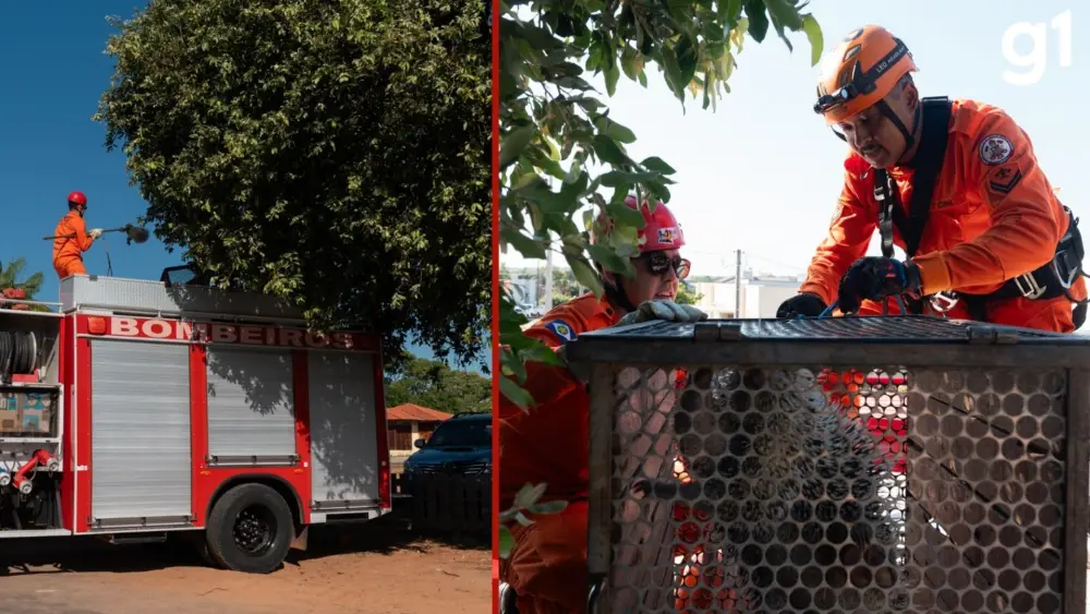 Porco-espinho é resgatado após ser encontrado a 5 metros de altura em árvore de Alta Floresta (MT)