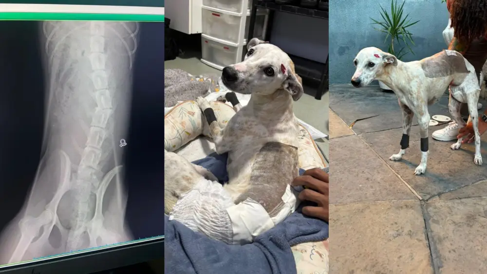 VÍDEO: Cadela abandonada sem andar com lesão na coluna dá primeiros passos após cirurgia no PI