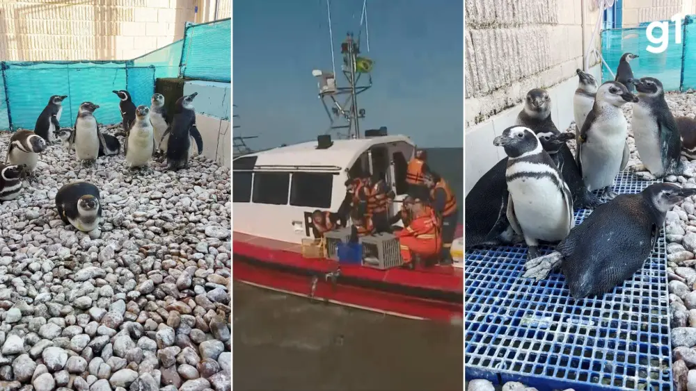 VÍDEO: Pinguins encontrados cobertos de óleo são devolvidos ao mar no RS