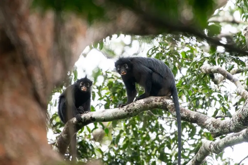 Nova espécie rara de macaco descoberta no Congo coaxa como sapo