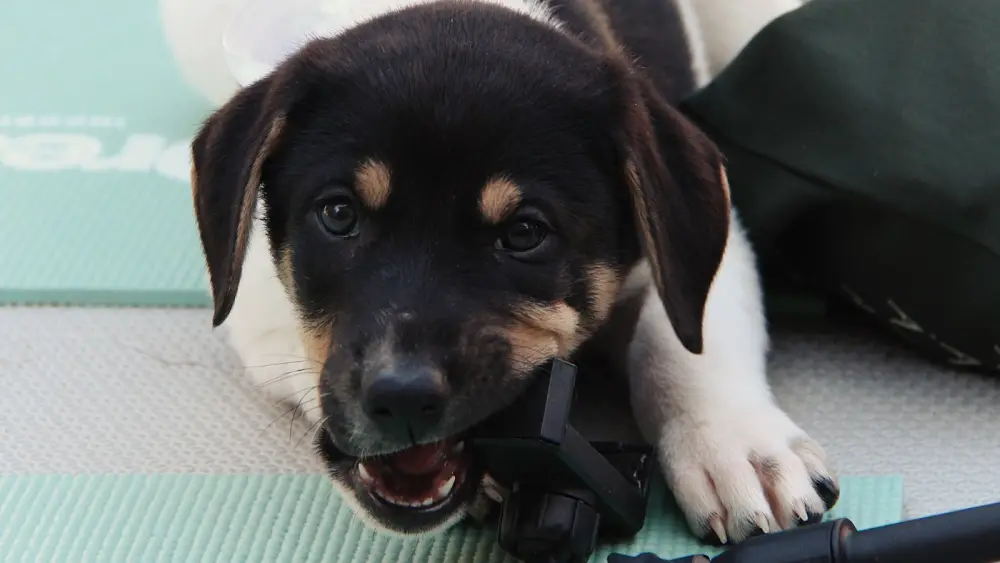 Evento une bem-estar, saúde e adoção de cachorros no Centro Cívico