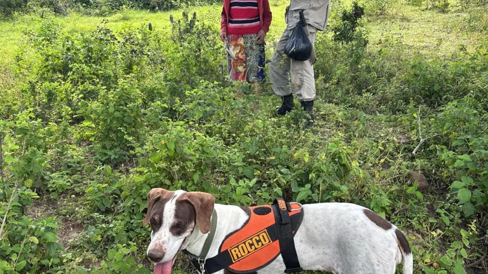 Idosa desaparecida é encontrada com vida por cadela de busca do Corpo de Bombeiros, em mata no Agreste da PB