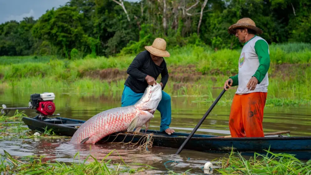 Reserva no Amazonas que virou referência mundial em conservação completa 30 anos