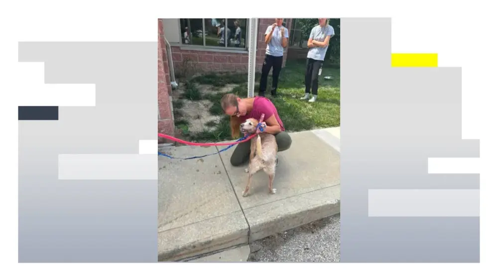 Hallan a un perro a más de 1.000 kilómetros de su hogar cinco años después de desaparecer