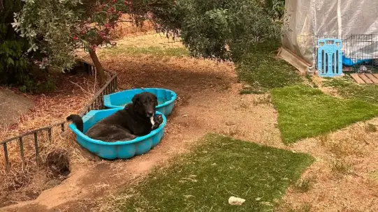 Una ola de solidaridad salva a 200 perros y gatos de las llamas