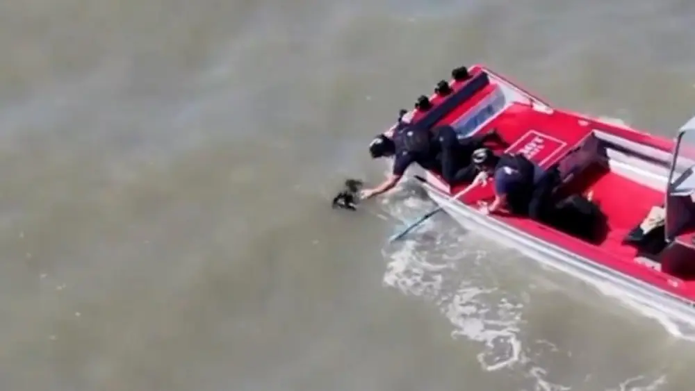 Rescatan a un perro desaparecido hace dos semanas que nadaba en la Bahía de San Francisco