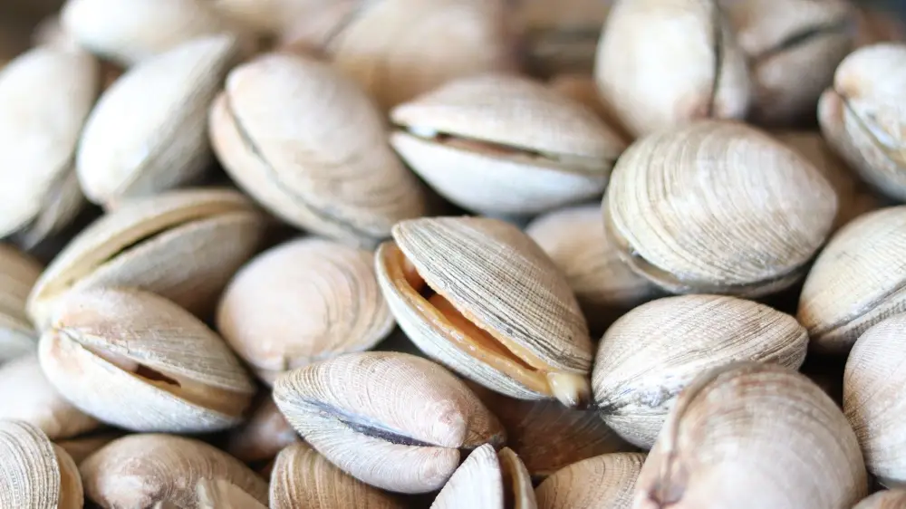EE UU devolvió al mar 500.000 toneladas de conchas durante 17 años: hoy miles de especies viven sobre ellas