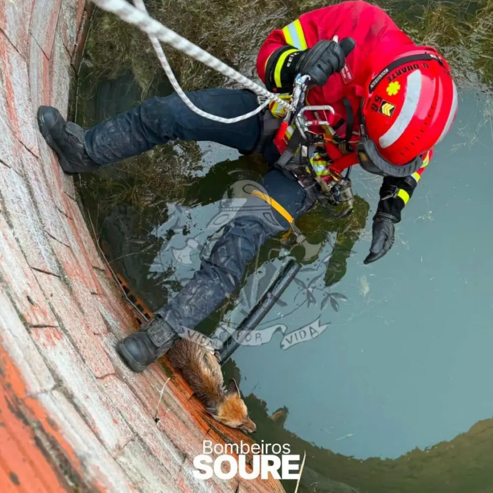 Bombeiros de Soure resgatam raposa de poço e devolvem-na ao seu habitat natural