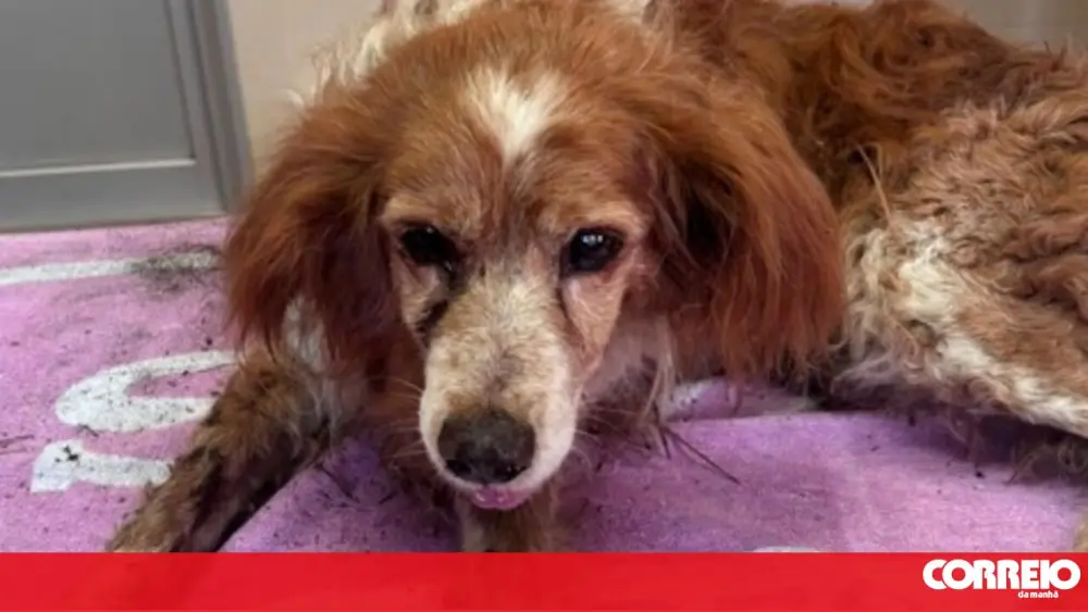 GNR resgata cão enterrado vivo em Mafra