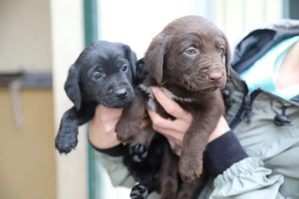 Há cada vez mais finais felizes em Cantanhede: 70 animais já foram adotados