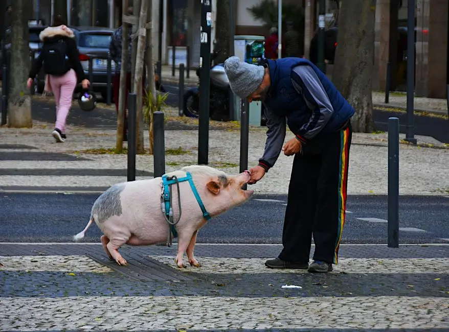 O gesto que salvou um corço: Condutor depara-se com animal ferido e pede socorro