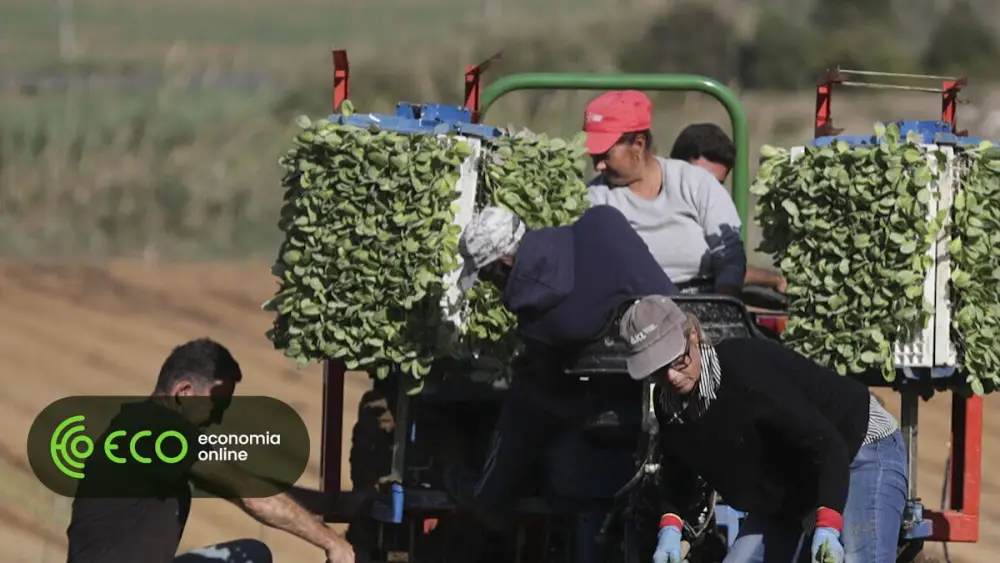 Apoio de 20 milhões chega esta semana a quase 60 mil agricultores