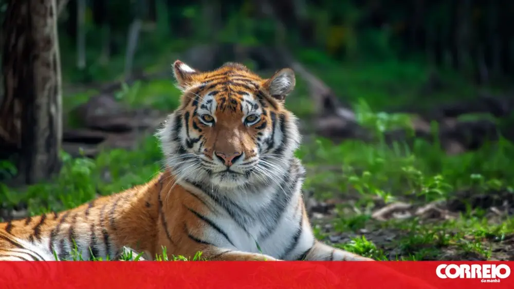 População de tigres continua a crescer no Nepal e atingiu os 429 indivíduos