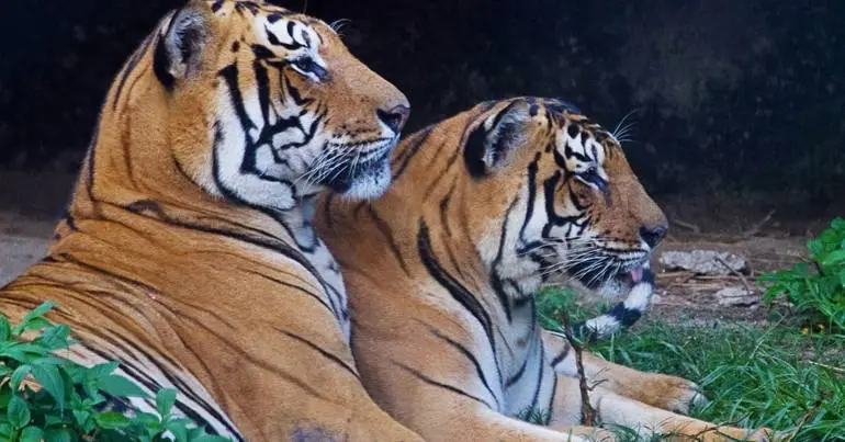 População de tigres continua a crescer no Nepal