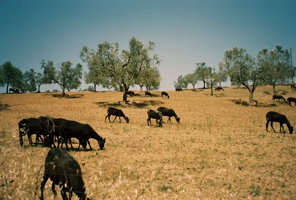 As cabras de Luís Carlos estão a fazer “um trabalho do caraças” na prevenção de fogos no Corno do Bico