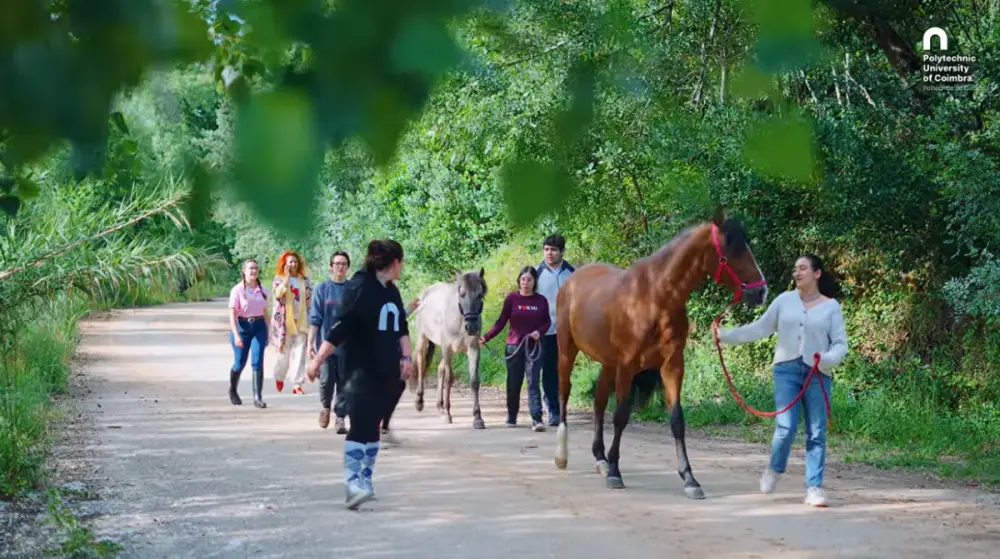 Projeto do Politécnico de Coimbra usa cavalos a reduzir ansiedade e a melhorar a saúde mental dos estudantes