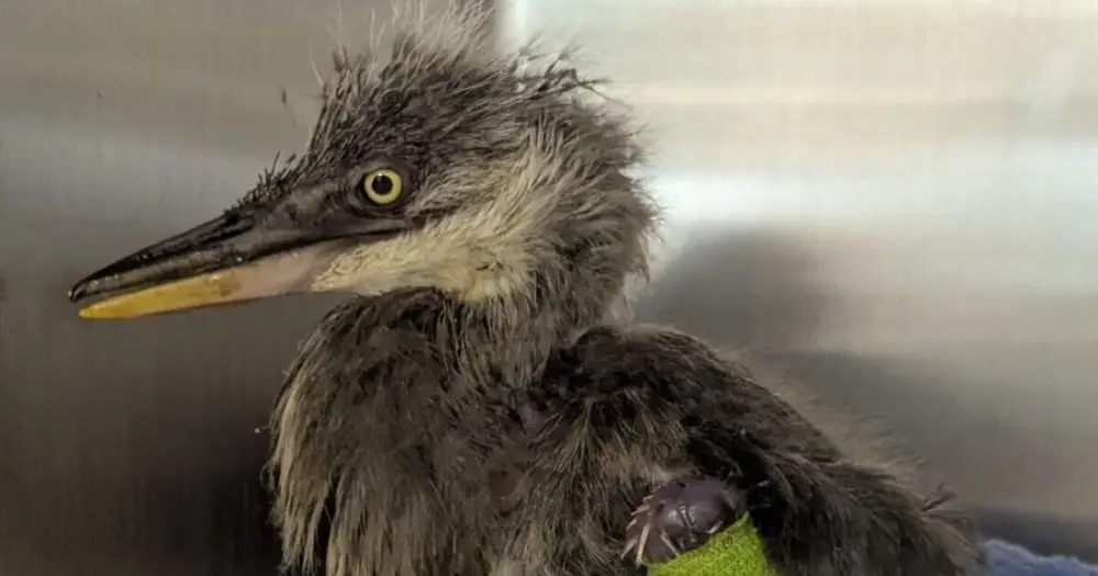 Abandoned baby heron found weighing just 300g returns to the wild after remarkable rescue