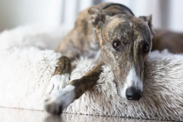 'Britain's loneliest dog' finally finds forever home