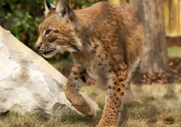 Caged lynx rescued from Putin's bombs walks on grass for first time in UK forever home