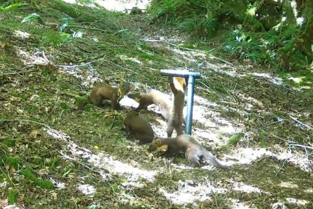 First pine marten kits spotted in Exmoor in success for reintroduction scheme