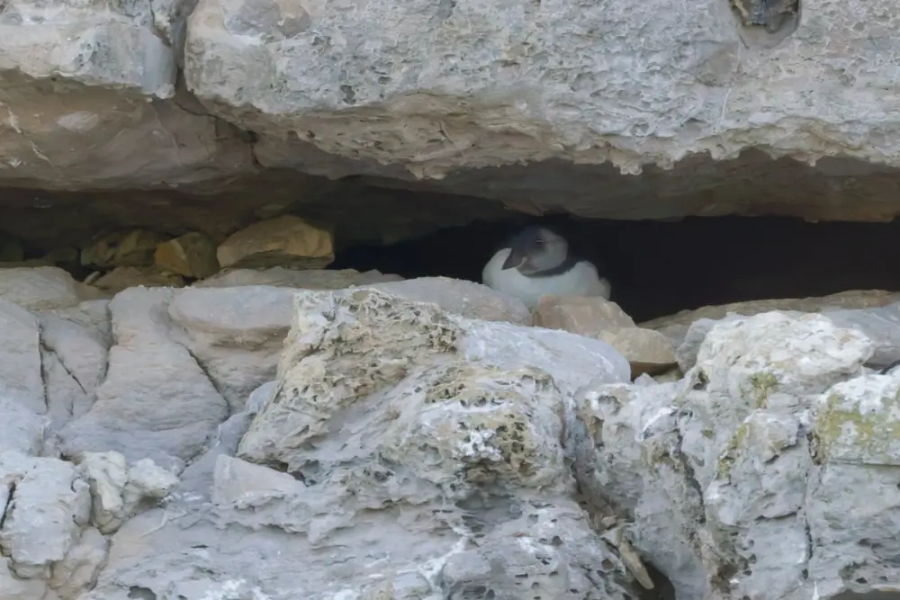 Dorset puffin colony sees its first chick for first time in decades