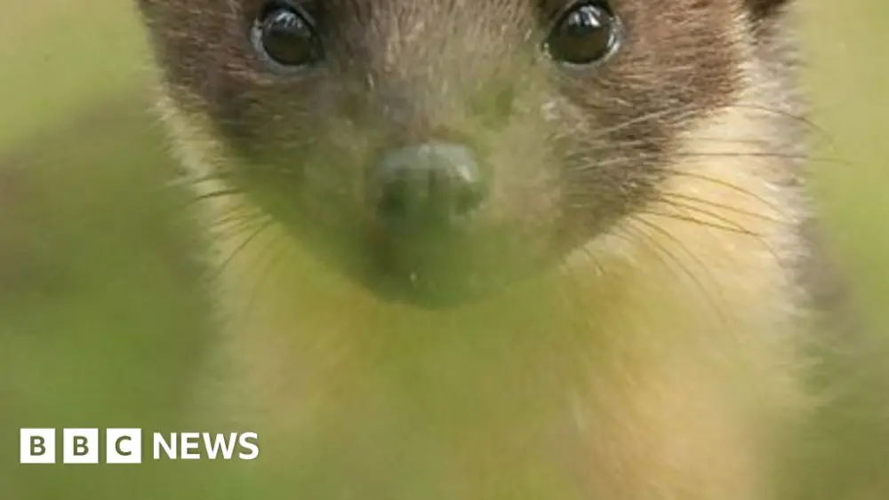 Pine marten babies born on Exmoor for first time in 100 years