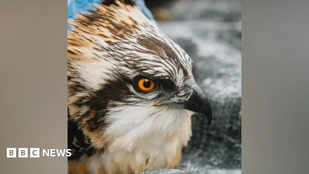 Record number of osprey chicks for nature reserve